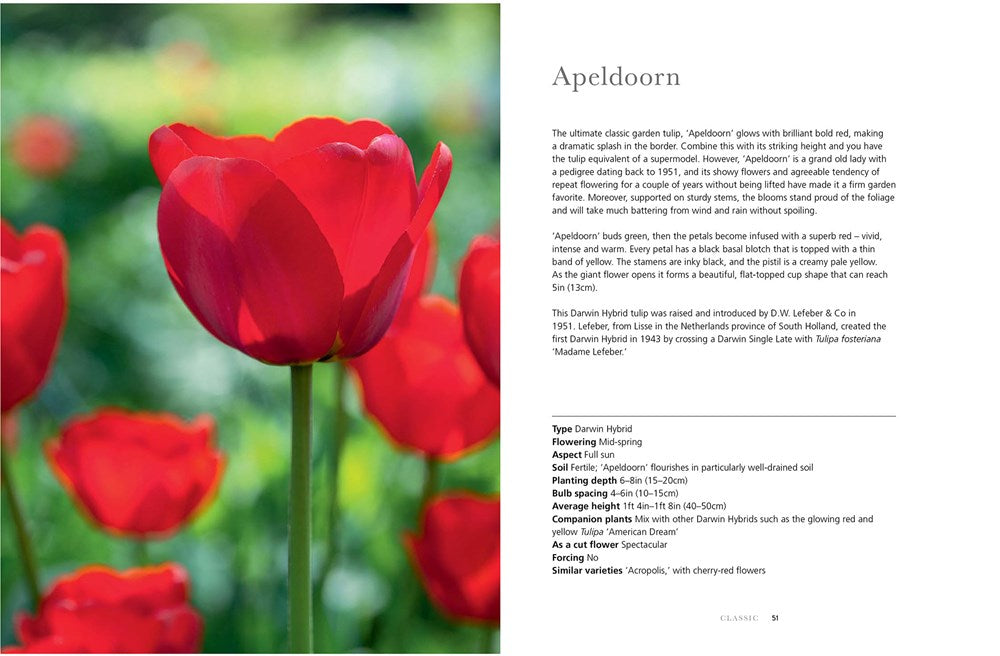 Beautiful Varieties For Home and Garden - Tulips