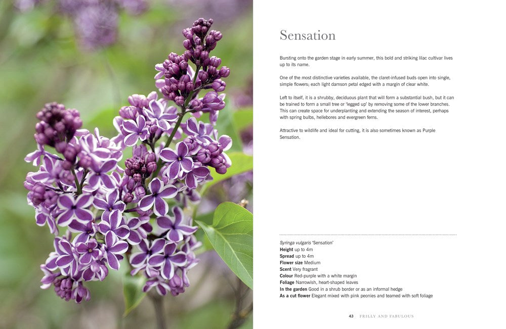 Beautiful Varieties For Home and Garden - Lilacs